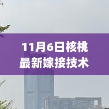 11月6日核桃嫁接技术新篇章，从学习到自信，点亮正能量人生之路