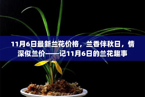 11月6日兰花价格揭晓，秋日兰香情深，价格波动记趣事