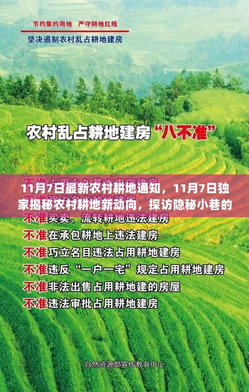 11月7日农村耕地新动向独家揭秘，探访特色小店与耕地新变化