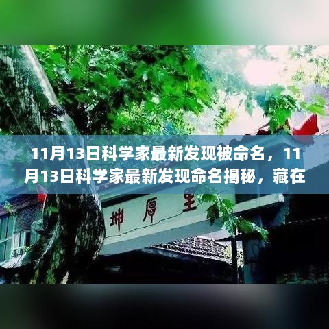 11月13日科学家最新发现揭秘，老巷神秘小店背后的命名之谜