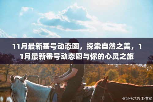 11月最新番号动态图，探索自然之美，11月最新番号动态图与你的心灵之旅