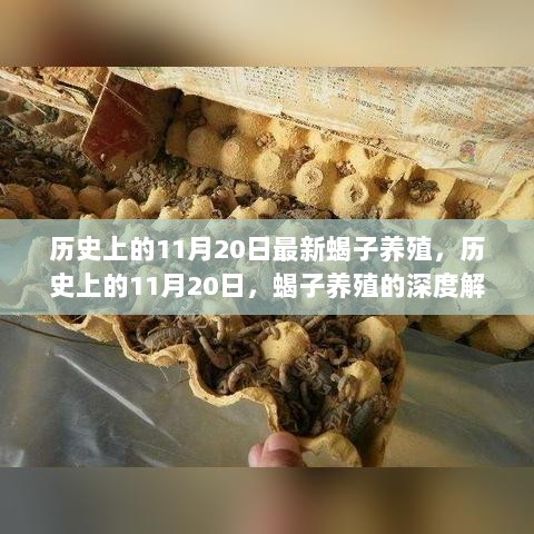 历史上的11月20日，蝎子养殖的深度解析与体验报告