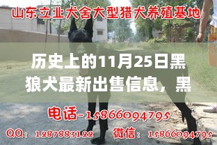 11月25日，黑狼犬的温馨故事与爱之陪伴的出售信息