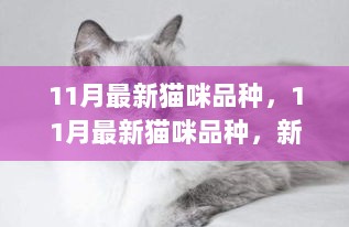 11月最新猫咪品种新手入门指南