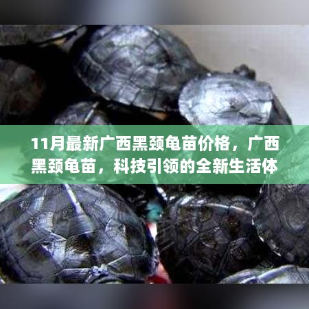 11月广西黑颈龟苗价格新动向，科技引领的养龟新生活体验