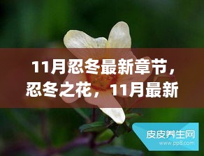 11月忍冬最新章节深度解读与思考，忍冬之花的魅力