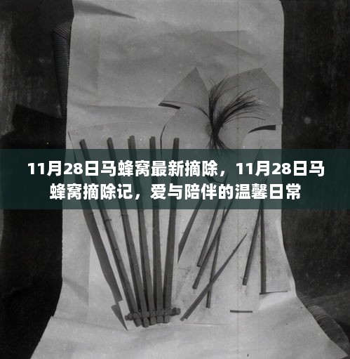 11月28日马蜂窝摘除记，爱与陪伴的温馨日常