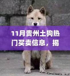 11月贵州土狗市场揭秘，热门买卖信息解析