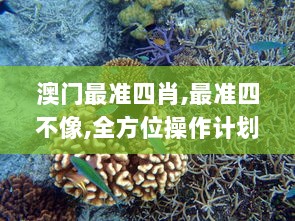 澳门最准四肖,最准四不像,全方位操作计划_动态版ONO13.97