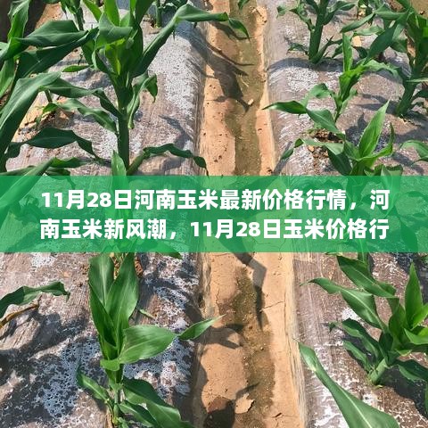 11月28日河南玉米价格新动向与隐藏在小巷的特色小店共赏