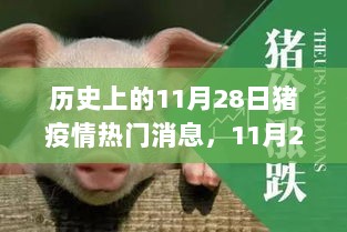 历史上的11月28日，猪疫情与温馨故事交织的时刻