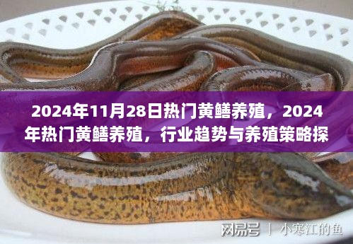 2024年热门黄鳝养殖行业趋势与养殖策略探讨