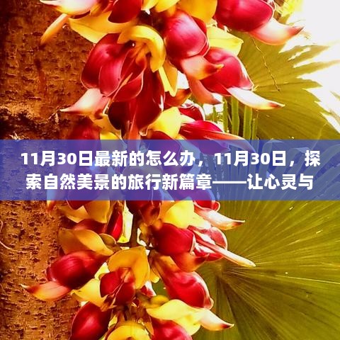 11月30日，开启自然探索之旅，心灵与大自然的共舞新篇章