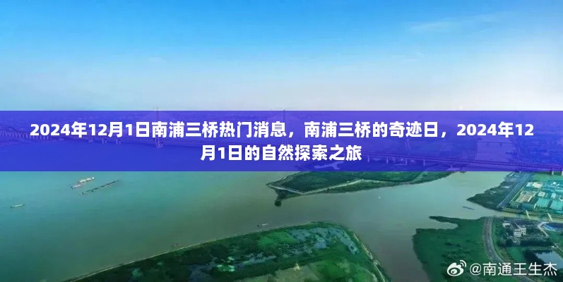 南浦三桥的奇迹日，2024年12月1日的自然探索之旅热门新闻报道