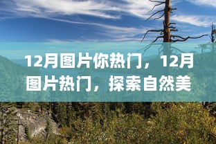 12月自然美景探索之旅，热门图片中的心灵平静之旅