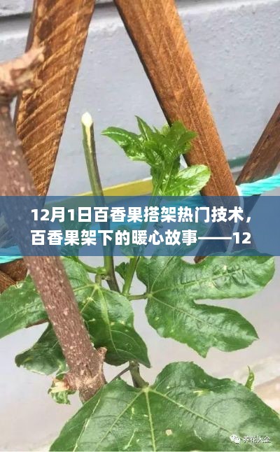 12月1日百香果搭架技术小趣事与暖心故事