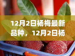 12月2日杨梅最新品种深度解析与未来展望