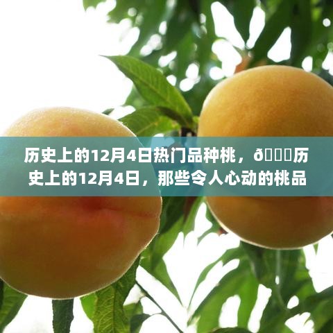 历史上的12月4日，令人心动的桃品种盛宴🍑