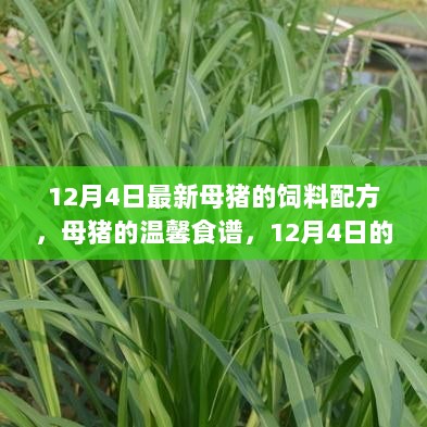 12月4日母猪的温馨食谱与欢乐陪伴，最新饲料配方分享