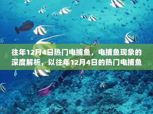 往年12月4日电捕鱼现象的深度解析