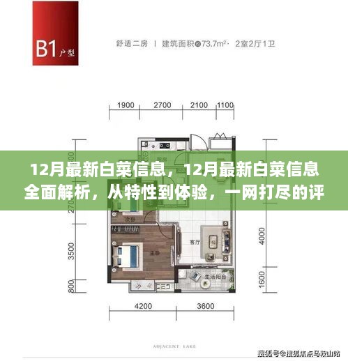 12月白菜信息全面解析与评测报告，从特性到体验的详尽分析