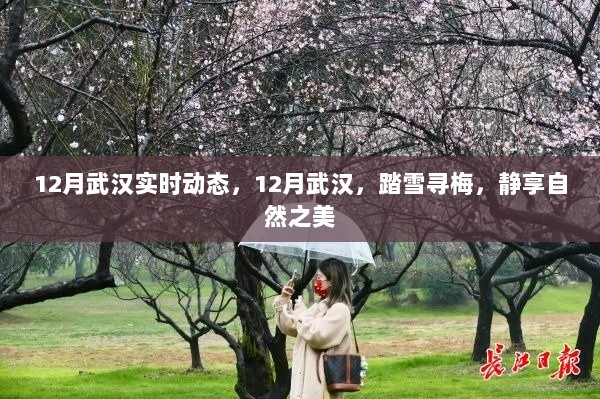 12月武汉踏雪寻梅，静享自然之美实时动态