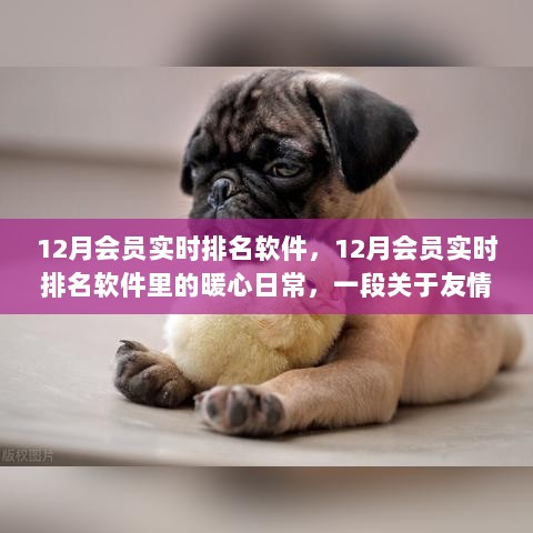 12月会员实时排名软件，友情与陪伴的暖心日常