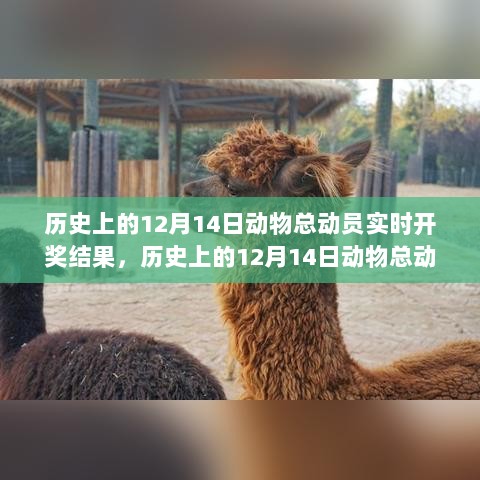 历史上的12月14日动物总动员实时开奖结果深度解读与观点阐述