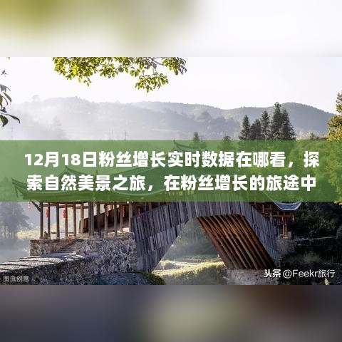 12月18日粉丝增长实时数据指南，自然美景之旅中探寻内心宁静