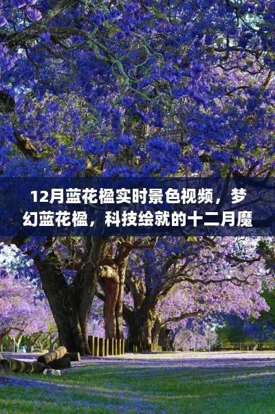 梦幻蓝花楹，科技绘制的十二月魔法，全新智能实时景色视频欣赏