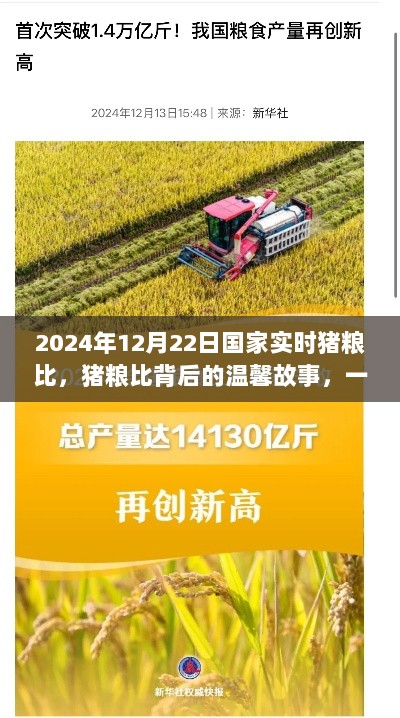 猪粮比背后的故事，友情与陪伴的温馨盛宴（2024年12月22日实时数据）