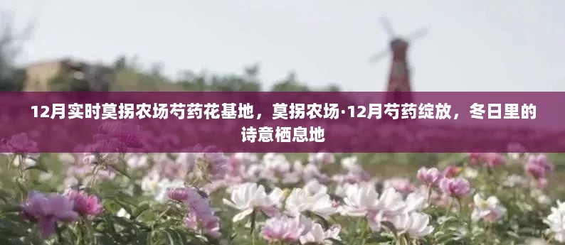 莫拐农场芍药花基地，冬日诗意栖息，12月芍药绽放实时报道