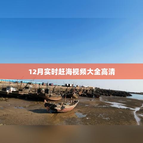 12月赶海视频集锦，高清海产捕捉瞬间