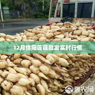 绵阳莲藕批发最新行情（实时更新）