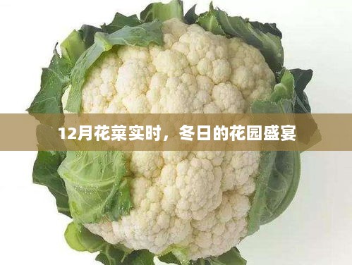 冬令花园盛宴，12月花菜实时观察