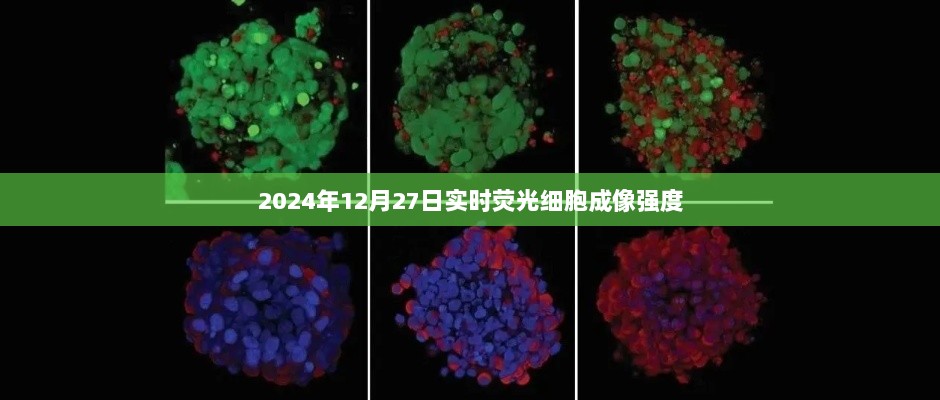 2024年荧光细胞成像强度实时观察报告