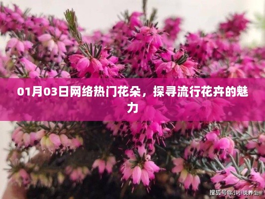 探寻网络热门花朵的魅力，流行花卉流行趋势解析