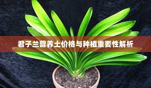 君子兰营养土价格与种植重要性解析