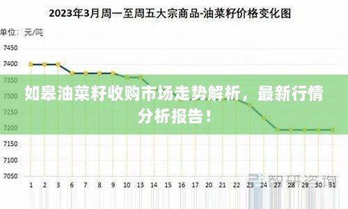 如皋油菜籽收购市场走势解析，最新行情分析报告！