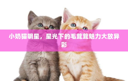 小奶猫明星，星光下的毛茸茸魅力大放异彩