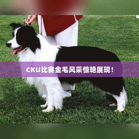 CKU比赛金毛风采惊艳展现！