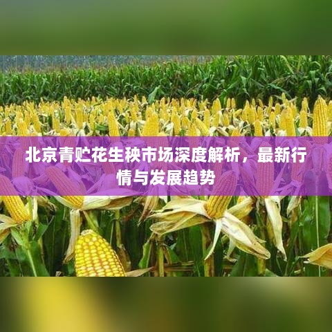 北京青贮花生秧市场深度解析，最新行情与发展趋势