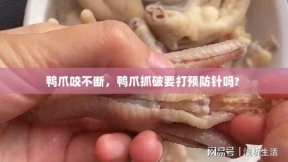 鸭爪咬不断，鸭爪抓破要打预防针吗? 