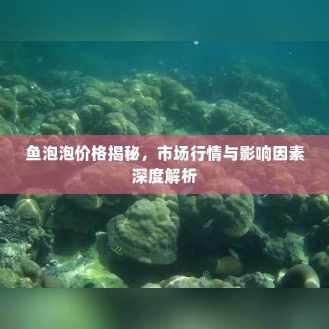 鱼泡泡价格揭秘，市场行情与影响因素深度解析