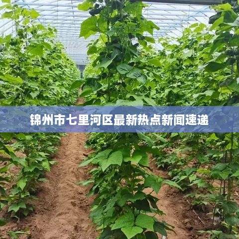 锦州市七里河区最新热点新闻速递