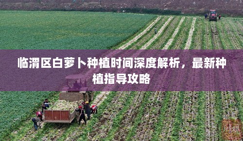 临渭区白萝卜种植时间深度解析，最新种植指导攻略