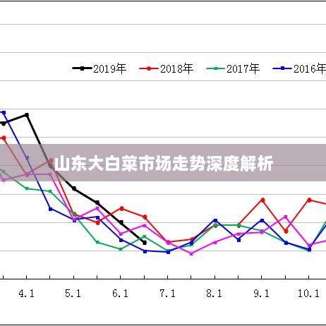 山东大白菜市场走势深度解析