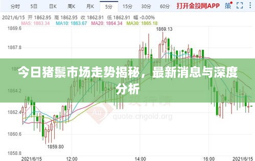 今日猪鬃市场走势揭秘，最新消息与深度分析