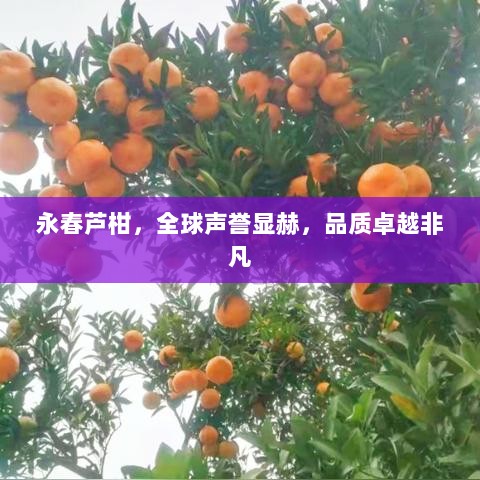 永春芦柑，全球声誉显赫，品质卓越非凡