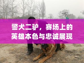 警犬二驴，赛场上的英雄本色与忠诚展现